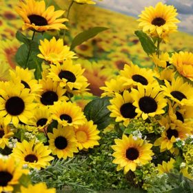 カットモデル犬募集