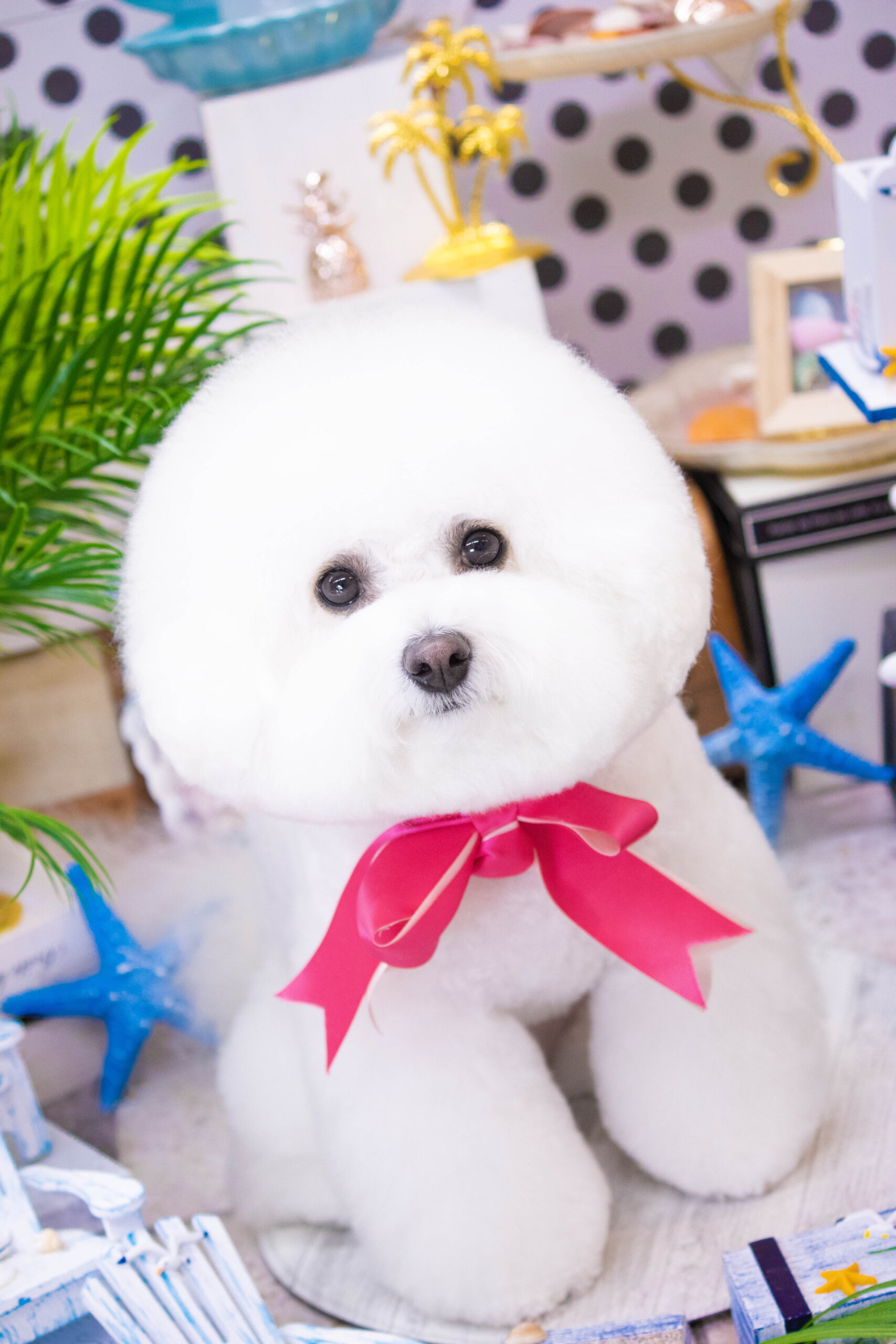 ビションフリーゼ | DOG SALON LA VIERGE