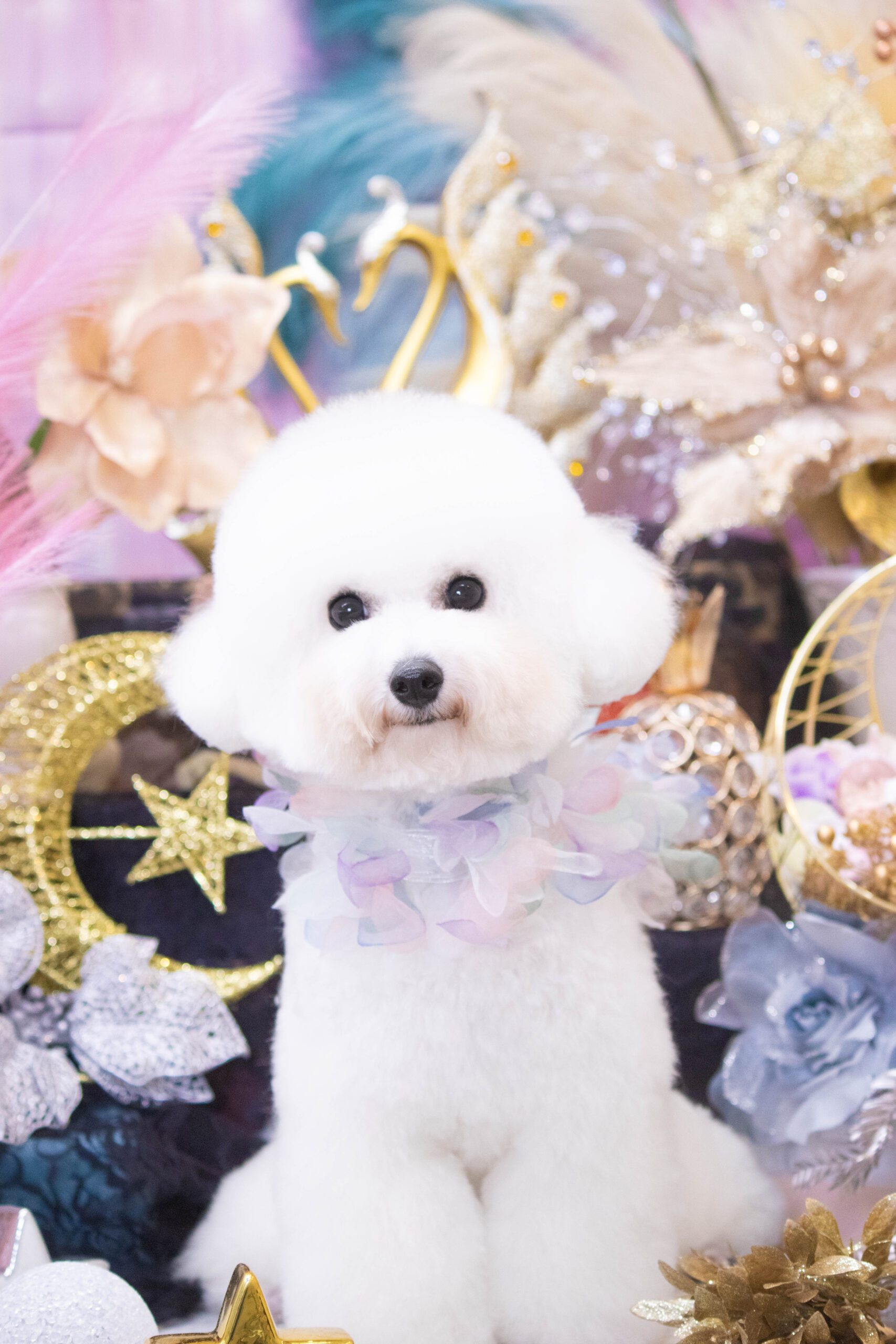 ビションフリーゼ | DOG SALON LA VIERGE